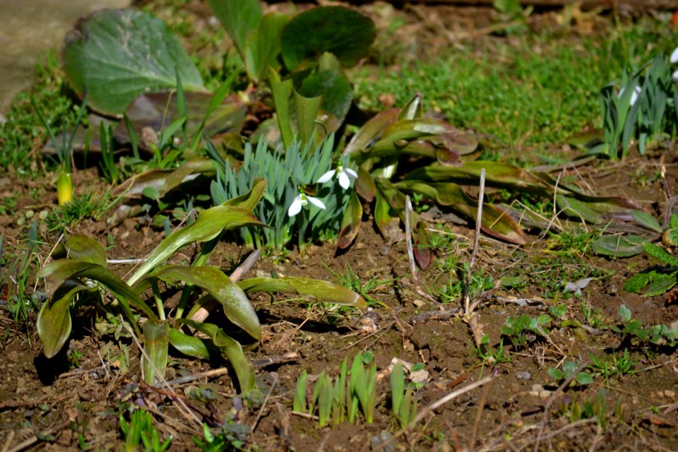 snowdrop