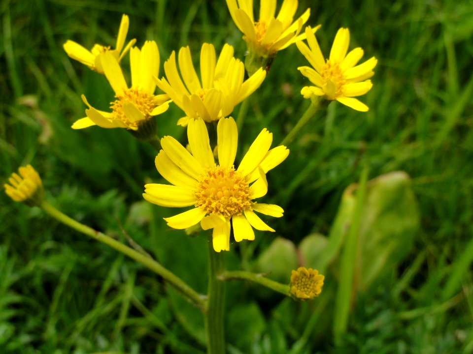 サワオグルマ[沢小車][Senecio pierotii]-花