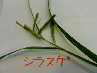 シラスゲ[Carex alopecuroides var. chlorostachya]-実 photo