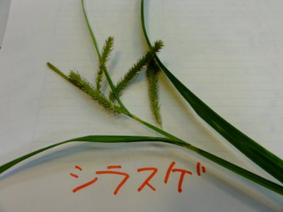 シラスゲ[Carex alopecuroides var. chlorostachya]-実