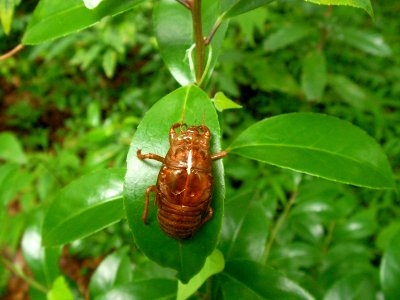 アブラゼミ [油蟬] [Large Brown Cicada] [Graptopsaltria nigrofuscata]-抜け殻