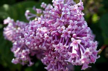 Purple spring garden