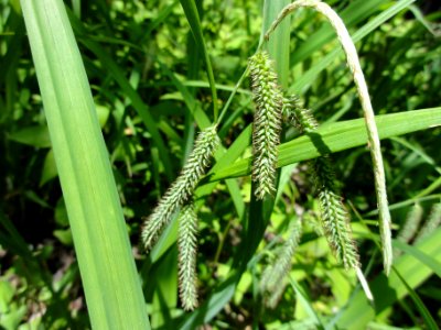 アゼナルコ[畦鳴子/畔鳴子][Carex dimorpholepis]