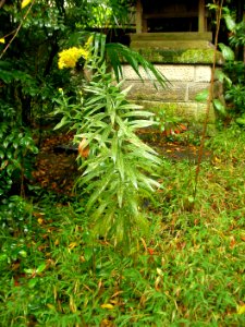 セイタカアワダチソウ[背高泡立草][Solidago canadensis var. scabra または Solidago altissima] photo