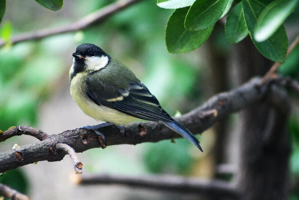 Bird titmouse little bird