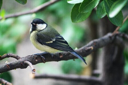 Bird titmouse little bird