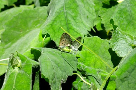 ヤマトシジミ [大和小灰蝶, 大和蜆蝶] [Pale Grass Blue] [Pseudozizeeria maha]