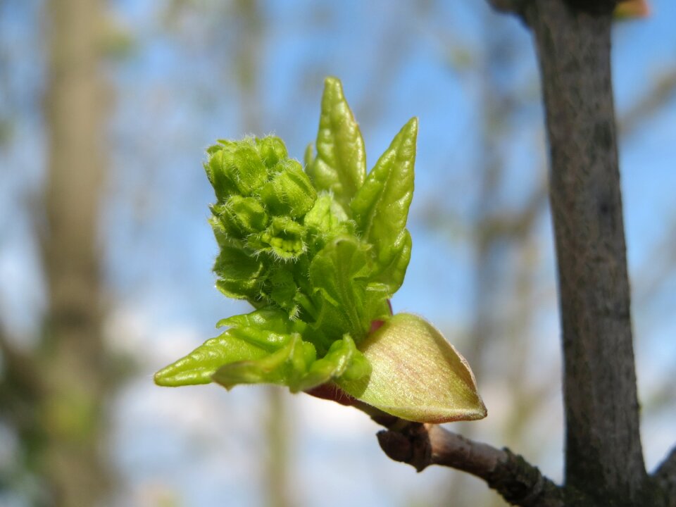 Sprout bud tree photo