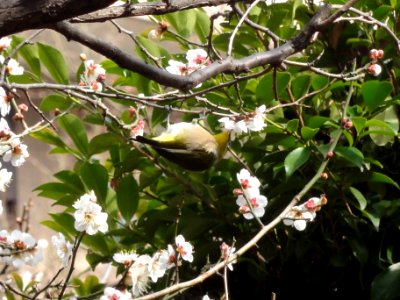 メジロ [目白,繍眼児] [Zosterops japonicus]