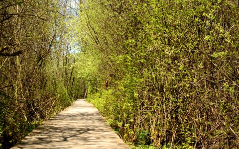 Nature wood planks plank road
