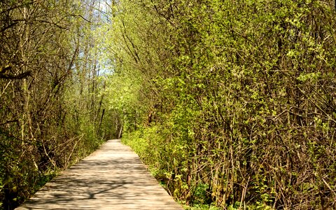 Nature wood planks plank road photo