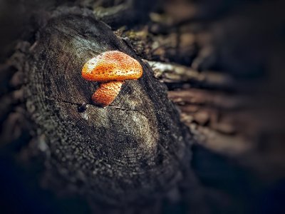 Fungus