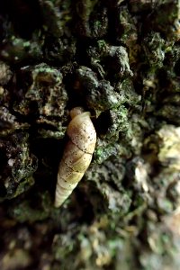 キセルガイ [煙管貝] [door snails] [Clausliidae Sp.]