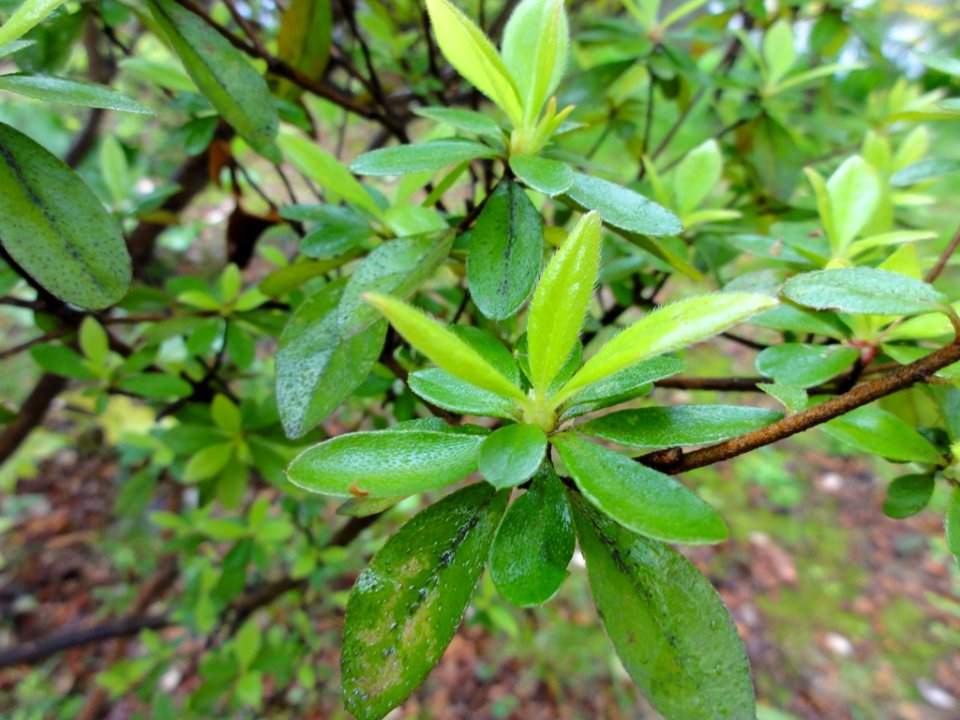 ヤマツツジ[Rhododendron kaempferi]-葉