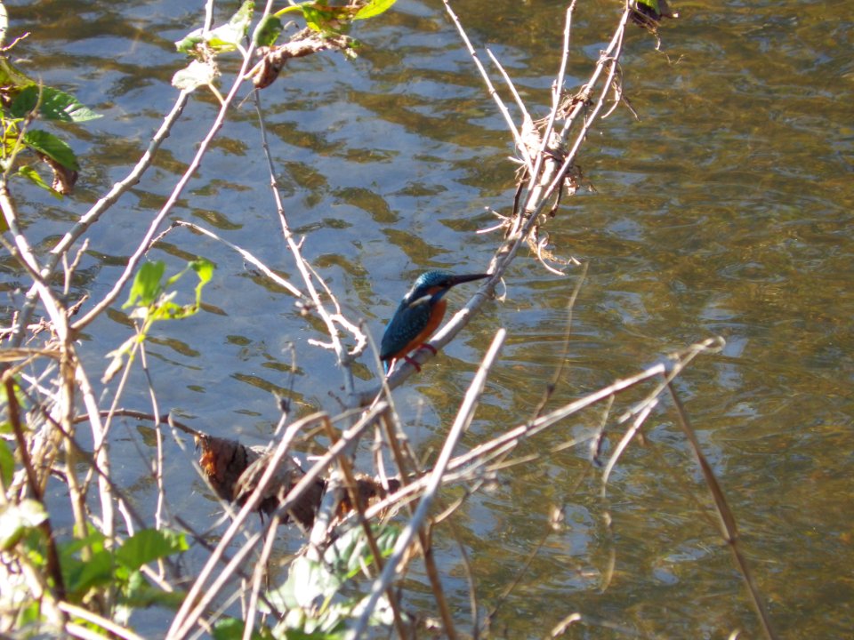 カワセミ [翡翠] [Common Kingfisher] [Alcedo atthis]