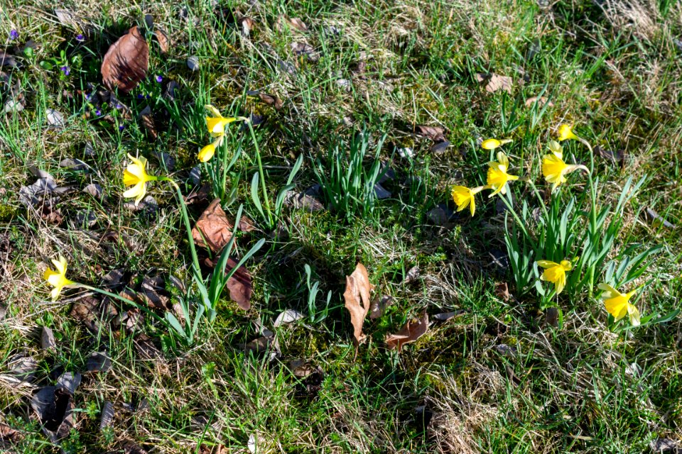 daffodils
