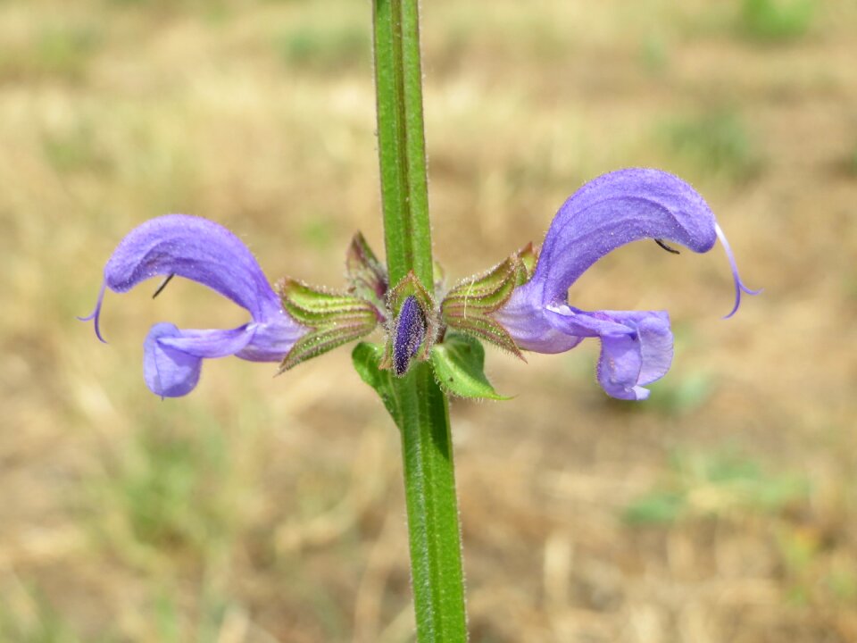 Wildflower flora botany