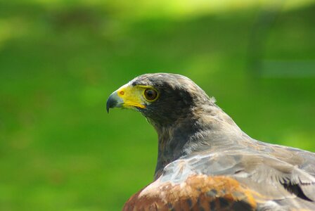 Prey head beak