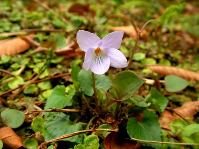 タチツボスミレ[立坪菫][Viola grypoceras]