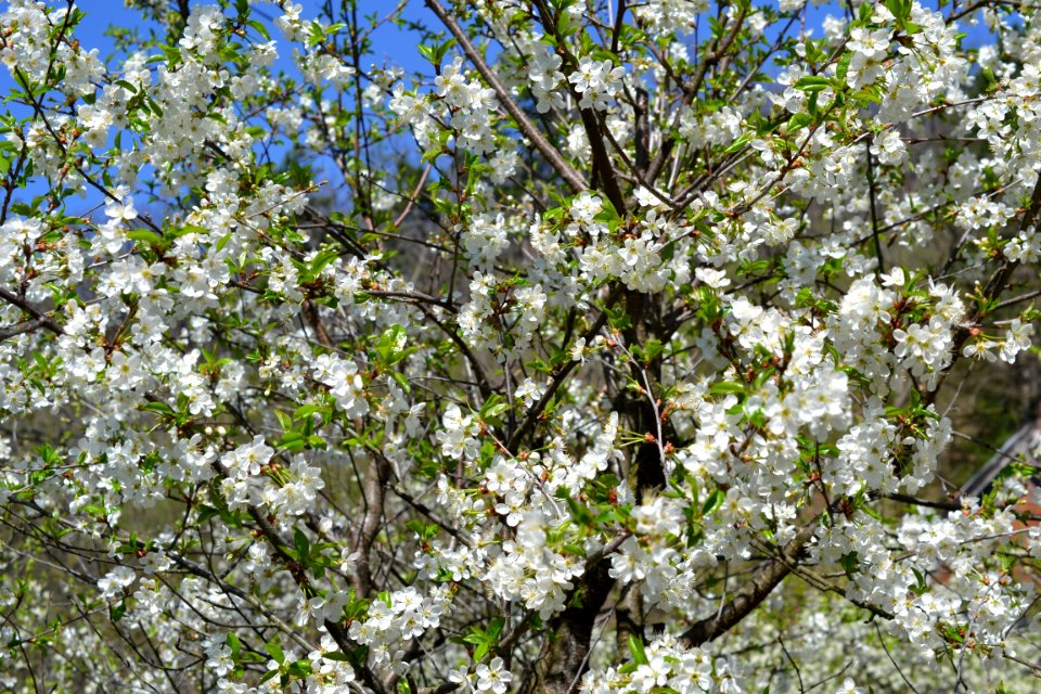 The trees bloomed