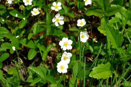 Flower of wild strawberry