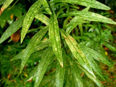 セイタカアワダチソウ[背高泡立草][Solidago canadensis var. scabra または Solidago altissima]-葉