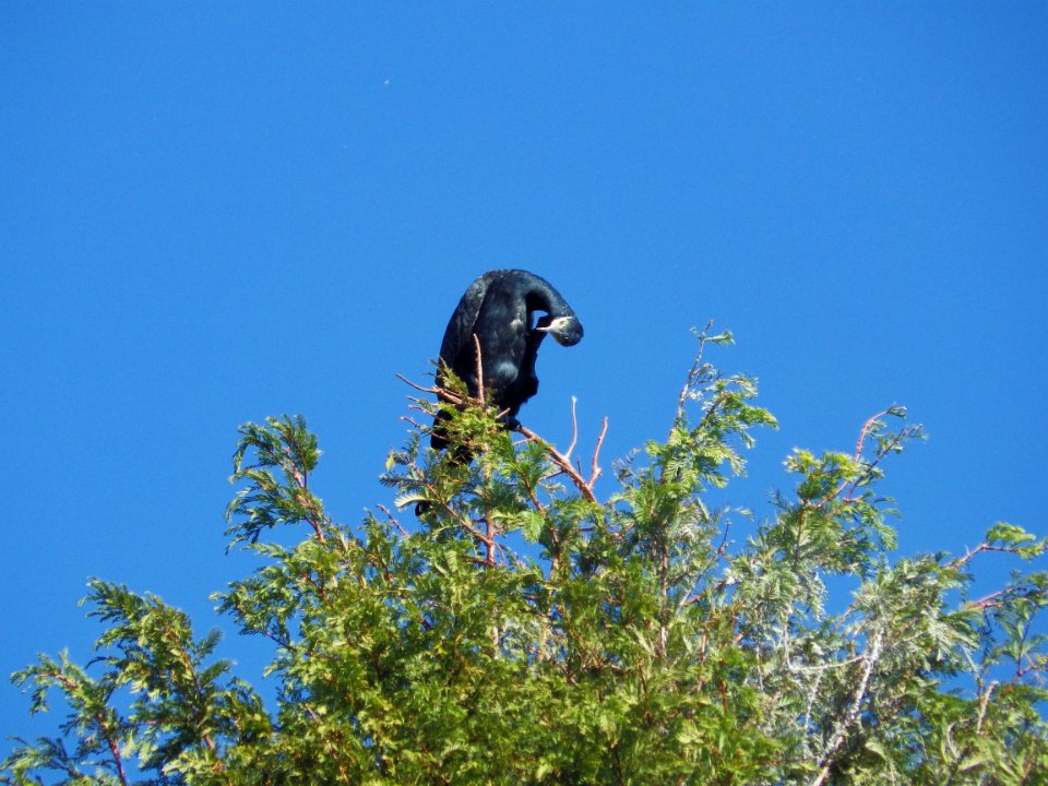 カワウ [河鵜, 川鵜] [Great Cormorant] [Phalacrocorax carbo]