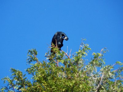 カワウ [河鵜, 川鵜] [Great Cormorant] [Phalacrocorax carbo]