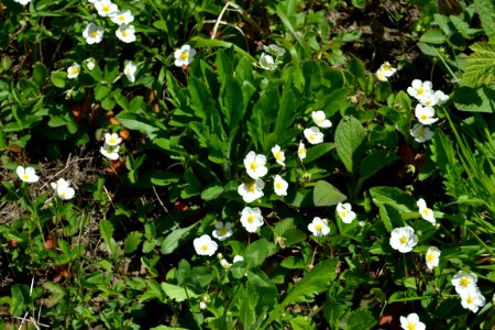 Flower of wild strawberry