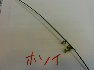 ホソイ[Juncus setchuensis Buchen. var. effusoides Buchen.]