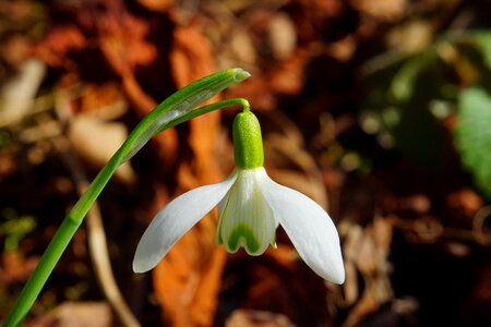 Spring flower plant close up