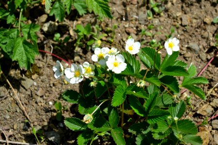 Flower of wild strawberry