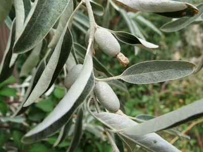 Persian olive wild olive flora