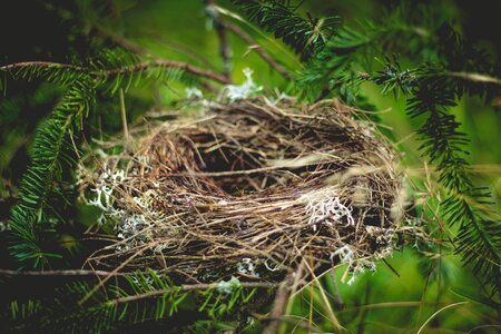 Animal bird nest straw photo