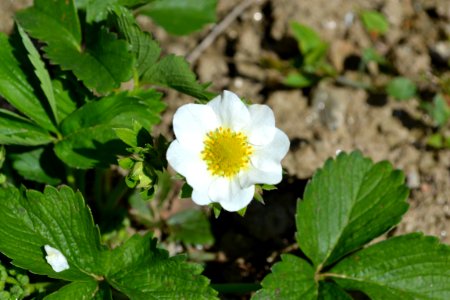 Strawberry flower