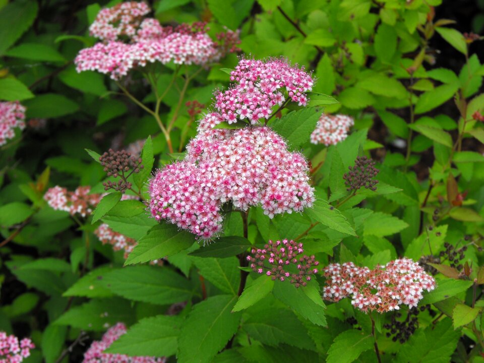 Flowers hydrangea macrophylla ayesha