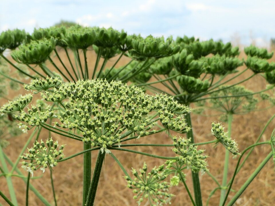 Common hogweed wildflower inflorescence