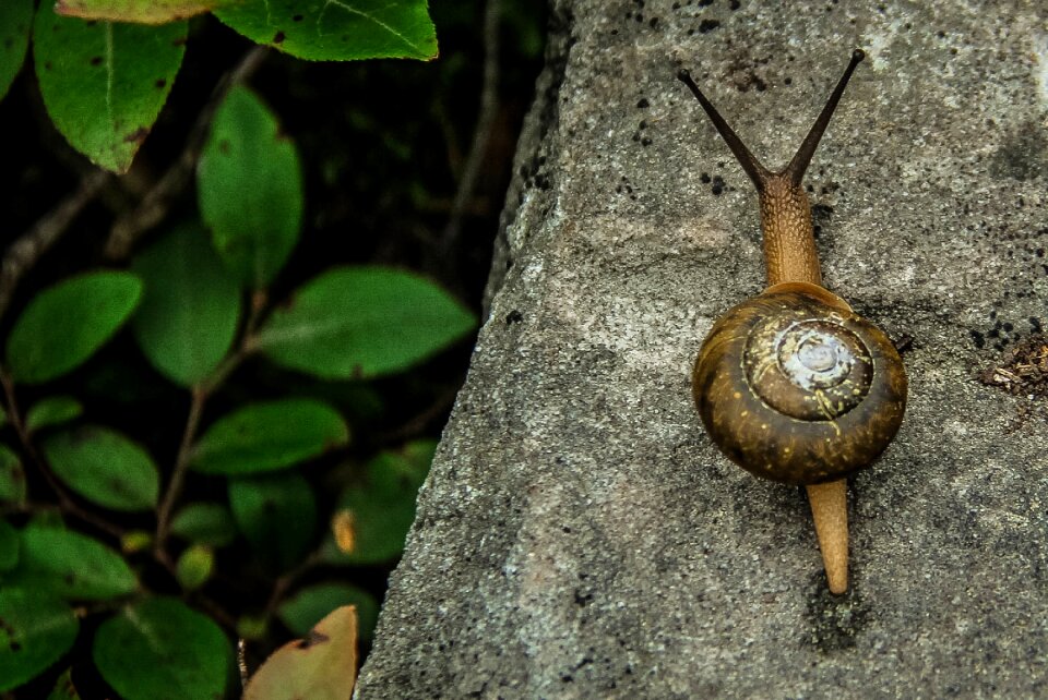 Animal nature garden