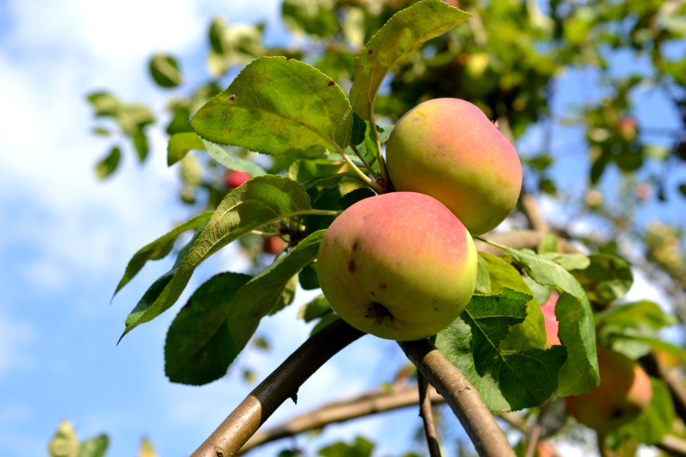 Apple