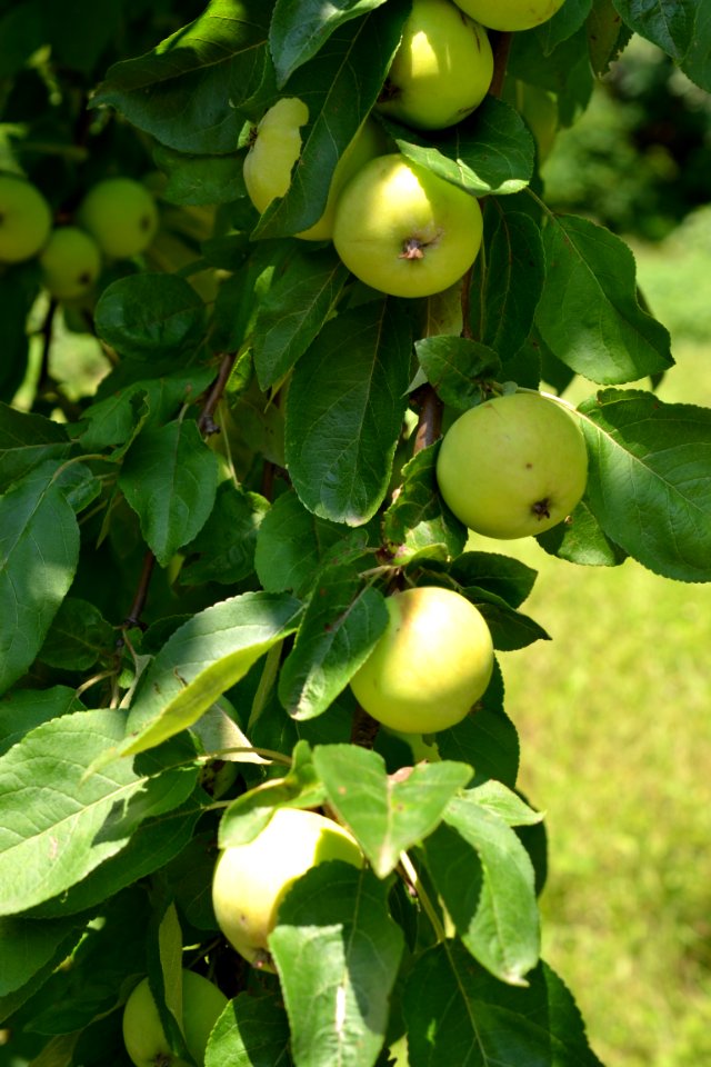 Apple