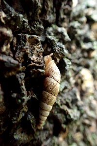 キセルガイ [煙管貝] [door snails] [Clausliidae Sp.]