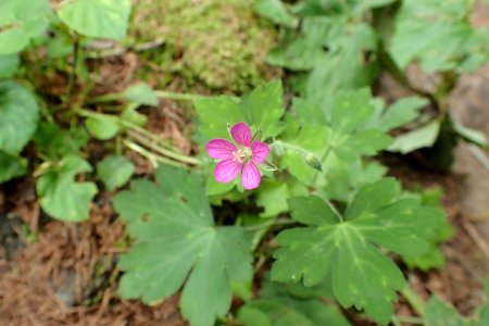 ゲンノショウコ [Geranium thunbergii] photo