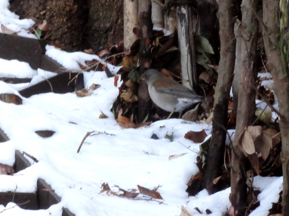 シロハラ [白腹] [Pale Thrush] [Turdus pallidus]
