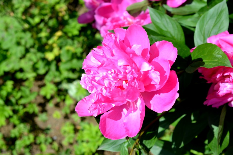 peony