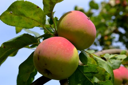 Apple