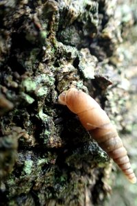 キセルガイ [煙管貝] [door snails] [Clausliidae Sp.]