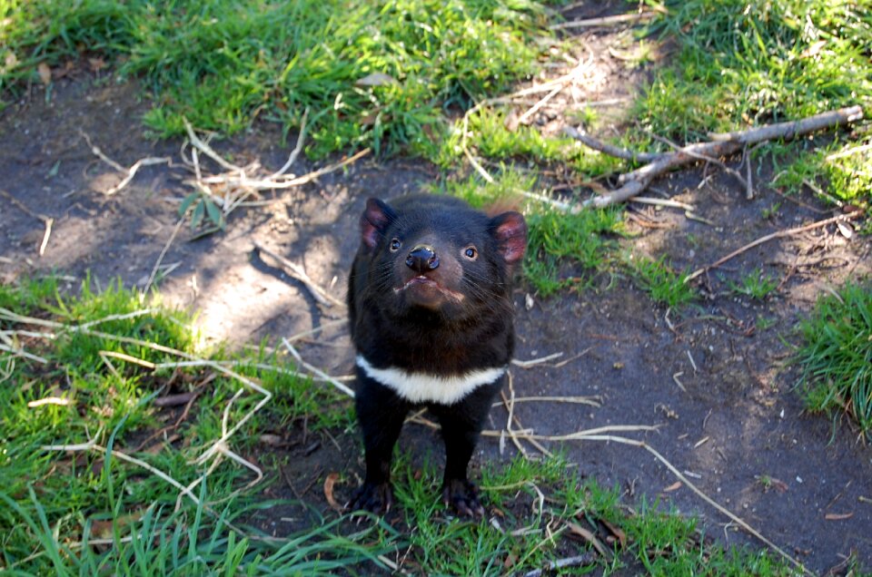 Tasmania animal endangered