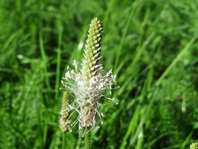 Wildflower flora inflorescence