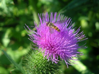 Purple insect bee photo