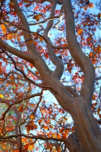 Branches fall orange leaves